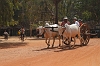 J01_1613 Ox cart ride